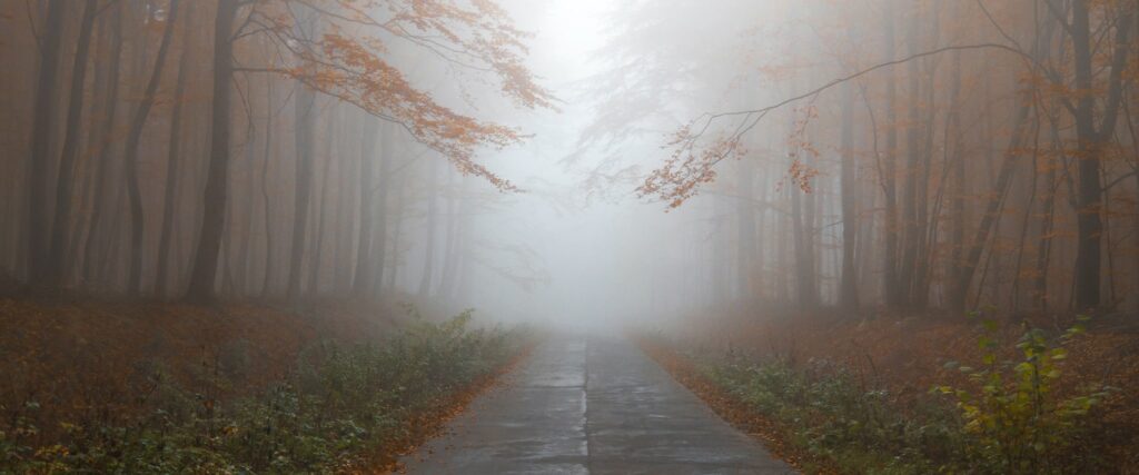 Eerie, deserted, foggy forest